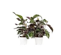 Plant in a Box - Calathéa lietzei 'Blanc Fusion' - Set de 2 - Purificateur d'air - Plante paon - Plante d'intérieur - Pot 14cm - Hauteur 30-40cm