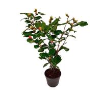 Plant in a Box - Camellia japonica 'Dr. King' - Rose japonaise - Plante de camélia résistante au froid - Pot 15cm - Hauteur 50-60cm
