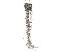 Plant in a Box - Ceropegia Woodii - Chaîne des coeurs - Plante lanterne chinoise - Pot 14cm - Hauteur 20-30cm
