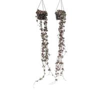 Plant in a Box - Ceropegia Woodii - Set de 2 - Chaîne des coeurs - Plantes lanterne chinoise - Pot 14cm - Hauteur 20-30cm