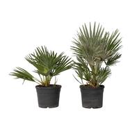 Palmier nain - Set de 2 - Chamaerops 'Vulcano' - Hauteur 35-45cm - ⌀19cm