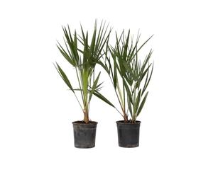 Plant in a Box - Chamaerops Humulis - Palmier nain européen - Set de 2 - Pot 15cm - Hauteur 50-60cm