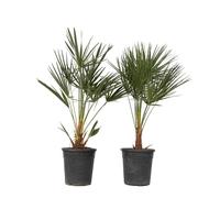 Palmier nain - Set de 2 - Chamaerops humilis - Hauteur 70-80cm - ⌀21cm