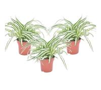 Plant in a Box - Chlorophytum comosum 'Atlantic' - Set de 3 - Lis d'herbe - Plante araignée - Pot 12cm - Hauteur 25-40cm