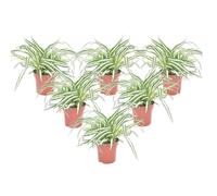 Plant in a Box - Chlorophytum comosum 'Atlantic' - Set de 6 - Lis d'herbe - Plante araignée - Pot 12cm - Hauteur 25-40cm