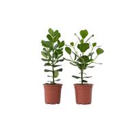 Plant in a Box - Clusia rosea 'Princesse' - Set of 2 - Plante d'intérieur robuste - Feuilles vertes - Pot 17cm - Hauteur 50-60cm