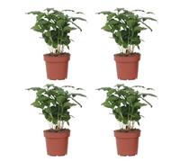 Plant in a Box - Coffea Arabica - Set of 4 - Caféier d'arabie - Plante à café - Plante d'intérieur - Arbuste - Pot 12cm - Hauteur 25-40cm
