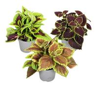 Plant in a Box - Coléus - Mix de 3 - Plectranthus scutellarioides - Hauteur 25-40cm - Pot 13cm - d’intérieur ou d’extérieur - Différentes couleurs