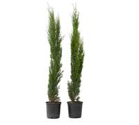 Plant in a Box - Cyprès de Toscane - Set de 2 - Cupressus sempervirens - Pot 19cm - Hauteur 70-80cm