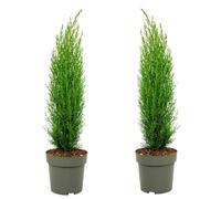 Plant in a Box - Cyprès de Toscane 'Totem' - Pokon - Set de 2 - Cupressus sempervirens - Pot 19cm - Hauteur 60-80cm