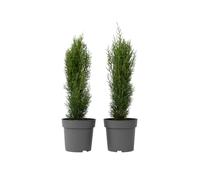 Cyprès de Provence - Set de 2 - Cupressus 'Totem' - H60-80cm - ⌀19cm