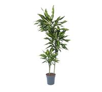 Plant in a Box - Dracaena fragrans Cintho - Dragonnier - Pot 24cm - Hauteur 140-150cm