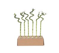 Plant in a Box - Dracaena sanderiana - Set de 12 - Lucky Bamboo - Plante de bambou porte-bonheur véritable - Hauteur 40-50cm