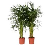 Plant in a Box - Dypsis Lutescens - Set de 2 - Plantes d'intérieur - Palmier Areca - Palmier Papillon - Pot 21cm - Hauteur 100-120cm