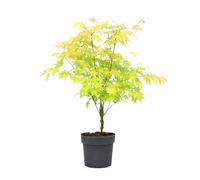 Plant in a Box - Érable du Japon - Acer palmatum 'Orange Dream' - Hauteur 60-70cm - Pot 19cm - Plante d’extérieur - Vert - Orange