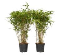 Plant in a Box - Fargesia nitida 'Gansu' - Set de 2 - Bambou sacré - Bambou plante exterieur rustique non traçant - Pot 17cm - Hauteur 50-70cm