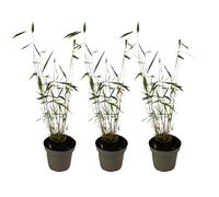 Plant in a Box - Fargesia papyrifera 'Blue Dragon' - Bambou à papier - Jeu de 3 - Pot 13cm - Hauteur 30-40cm
