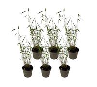 Plant in a Box - Fargesia papyrifera 'Blue Dragon' - Bambou à papier - Jeu de 6 - Pot 13cm - Hauteur 30-40cm