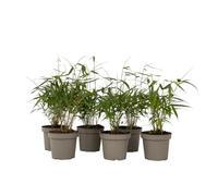 Plant in a Box - Fargesia scabrida 'Merveille asiatique' - Set de 6 - Bambou scabride - Rouge bambou - Pot 13cm - Hauteur 25-40cm