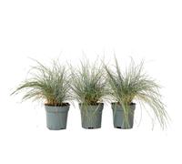 Plant in a Box - Festuca glauca 'Elijah Blue' - Set de 3 Festuca - Fétuque glauque - Plante de jardin - Pot 9cm - Hauteur 10-15cm