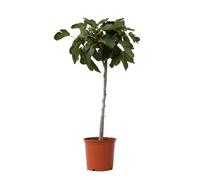 Plant in a Box - Ficus Carica - Figuier - Pot 21cm - Hauteur 70-90cm