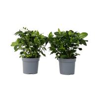 Plant in a Box - Gardenia Jasminoides - Set de 2 - Plantes d'intérieur jasmin du Cap - Pot 13cm - Hauteur 20-30cm