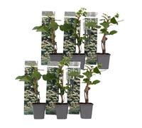 Plant in a Box - Hydrangea anomale 'Petiolaris' - Set de 6 - Hortensia Grimpant - Pot 9cm - Hauteur 25-40cm