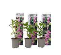 Plant in a Box - Hydrangea macrophylla Rose - Set de 3 - Hortensia - Pot 9cm - Hauteur 25-40cm