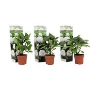 Plant in a Box - Hydrangea macrophylla 'Wudu' Blanc - Set de 3 - Hortensia - Pot 9cm - Hauteur 25-40cm