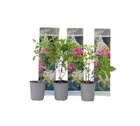 Plant in a Box - Hydrangea paniculata 'Dame rose' - Set de 3 - Hortensia - Parfait pour le jardin - Pot 9cm - Hauteur 25-40cm