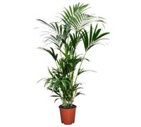 Plant in a Box - Kentia Palmier - Pokon - Howea Forsteriana - Plante verte interieur vivante - Purifiante - Pot 18cm - Hauteur 90-100cm