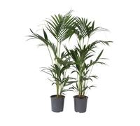 Palmier Kentia - Set de 2 - Howea forsteriana - Hauteur 90-100cm - ⌀18cm