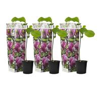 Plant in a Box - Magnolia 'Susan' - Set de 3 - Arbuste à croissance large/petit arbre résistant au froid - Fleurs Pourpre - Pot 9cm - Hauteur 25-40cm