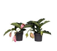 Plant in a Box - Medinilla Magnifica - Set de 2 - Plantes d'intérieur fleurie - Pot 17cm - Hauteur 40-50cm