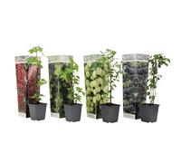 Plant in a Box - Mélange de baies - Mélange de 4 - Plantes à baies - Mûre, groseillier à maquereau, Groseillier à grappes rouges, cassis - Pot 9cm - Hauteur 25-40cm