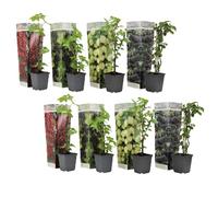 Plant in a Box - Mélange de baies - Mélange de 8 - Plantes à baies - Mûre, groseillier à maquereau, Groseillier à grappes rouges, cassis - Pot 9cm - Hauteur 25-40cm
