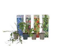 Plant in a Box - Mélange pour smoothies 4 - Baie de Goji, Myrtille, Canneberge, Baie de Kiwi - Arbres fruitier rustique - Pot 9cm - Hauteur 25-40cm