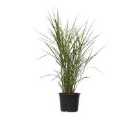 Plant in a Box - Miscanthus Zebrinus - Herbe ornementale - Herbe à éventails zébrée - Pot 23cm - Hauteur 20-30cm