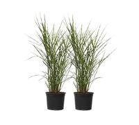 Roseau de Chine - Set de 2 - Miscanthus sinensis 'Zebrinus' - H20-30cm - ⌀23cm