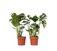 Plant in a Box - Monstera Deliciosa - Hauteur 70-80cm - Set de 2 - Plante Gruyère - Plante verte interieur Naturelle - Pot 21cm