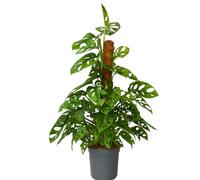 Plant in a Box - Monstera 'Feuille de singe' Moss stick - Plante à trou - Plante d'intérieur verte - Pot 16cm - Hauteur 60-70cm