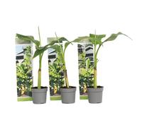 Plant in a Box - Musa Basjoo - Set de 3 - Bananier tropica rustique plante - Plante de jardin - Pot 9cm - Hauteur 25-40cm