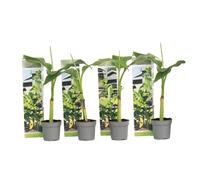 Plant in a Box - Musa Basjoo - Set de 4 - Bananier tropica rustique plante - Plante de jardin - Pot 9cm - Hauteur 25-40cm