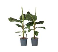 Plant in a Box - Musa Cavendish - Set de 2 plantes d'intérieur - Banane Cavendish naine - Pot 21cm - Hauteur 90-100cm