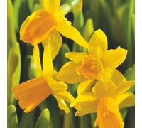 Plant in a Box - Narcissus Tête-à-Tête x50 - Bulbes de Jonquille - Bulbes de fleurs vivaces résistantes au froid pour le jardin, la terrasse ou le balcon