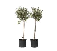 Olivier - Set de 2 - Olea europaea - Hauteur 80-90cm - ⌀19cm