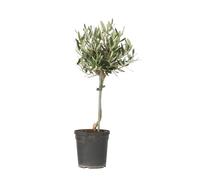 Plant in a Box - Olivier sur Tige - Olea europaea - Hauteur 50-60cm - Pot 14cm - Arbre rustique - Vert