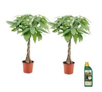 Plant in a Box - Pachira aquatica - Arbre à monnaie - Pokon - Set de 2 - Pot 17cm - Hauteur 60-70cm
