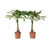 Arbre à argent - Set de 2 - Pachira aquatica - Hauteur 60-70cm - ⌀17cm