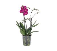 Plant in a Box - Phalaenopsis Multiflora - Orchidée Pourpre - Plante d'intérieur à fleurs - Aime les chats - Pot 12cm - Hauteur 35-45cm